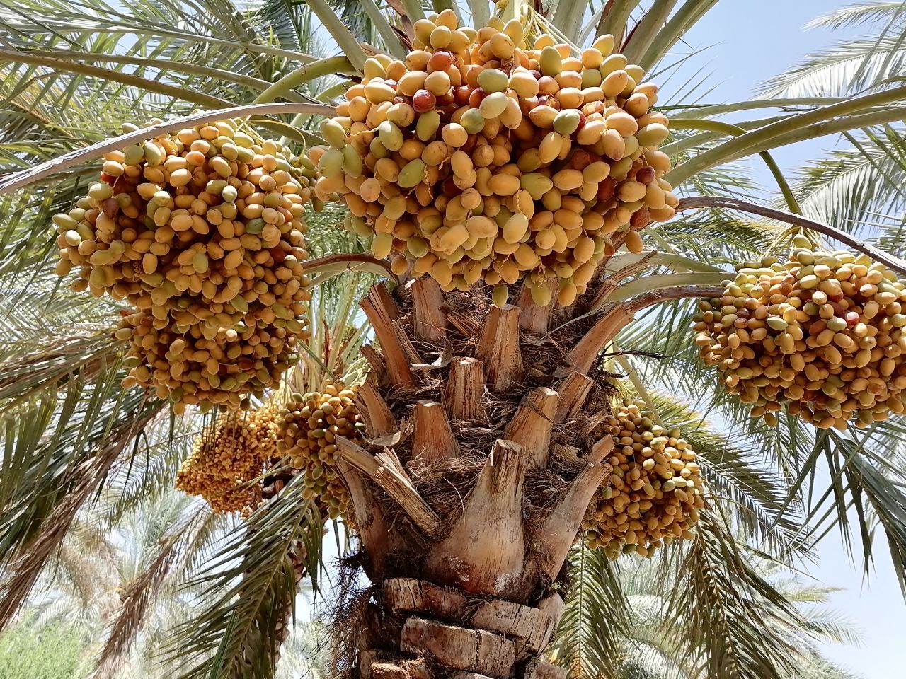 درباره ما عروس نخلستان