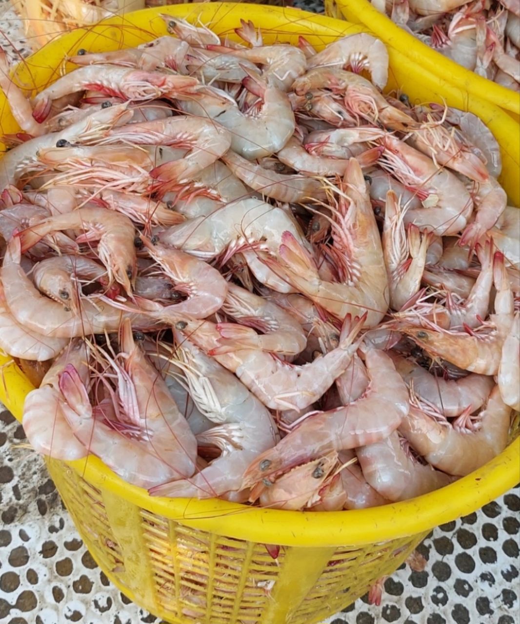 میگو صورتی 30 تا 40 عدد یک کیلو 